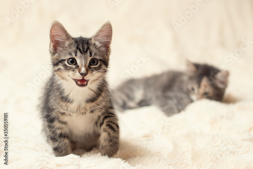 Two cute kittens on a cream fluffy fur blanket