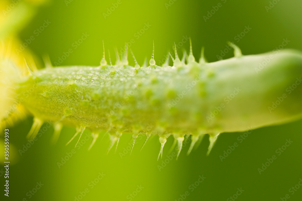Detail of fresh young unripe natural baby cucumber growing on a branch in homemade greenhouse. Extreme close-up. Blurry background and copy space for your advertising text message