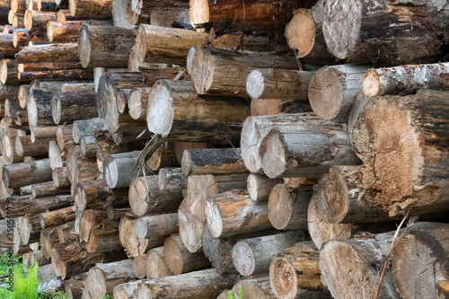 Stack of logs. Seliger Lake region, Tver oblast, Russia. photo