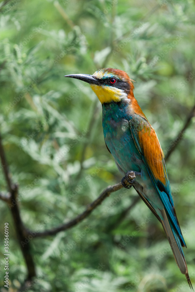 European bee-eater or Merops apiaster is sitting on a twig European bee-eater or Merops apiaster is sitting on a twig