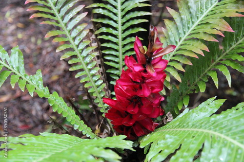 Paysage tropical de bord de plage