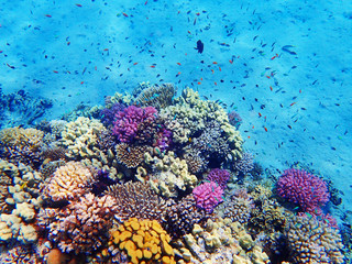 Crédence de cuisine Récifs coralliens coral reef in Egypt  © jonnysek