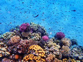 Gordijnen Koraalriffen Koraalrif in Egyptische wateren  © jonnysek