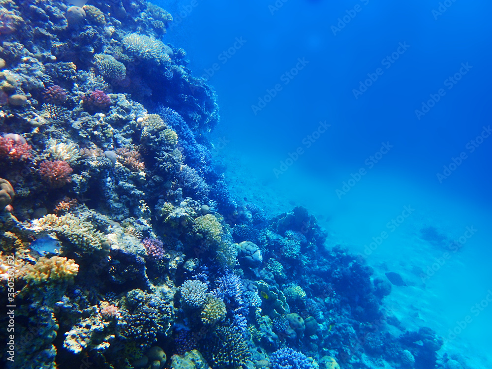 coral reef in Egypt