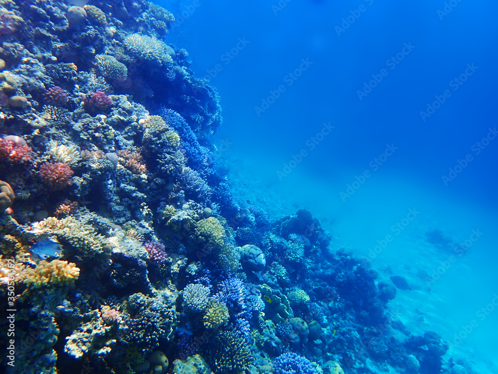 Obraz premium coral reef in Egypt