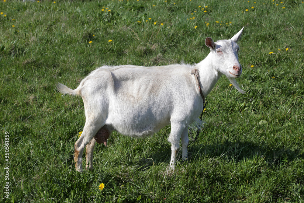 White goat in a meadow with green grass and yellow dandelions White goat in a meadow with green grass and yellow dandelions