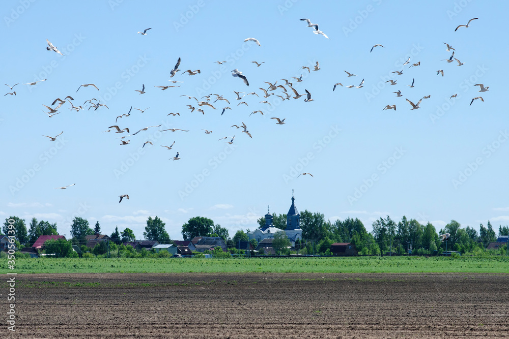 Birds (seagulls) flying above ploughed field. Novgorod oblast, Russia. Birds (seagulls) flying above ploughed field. Novgorod oblast, Russia.