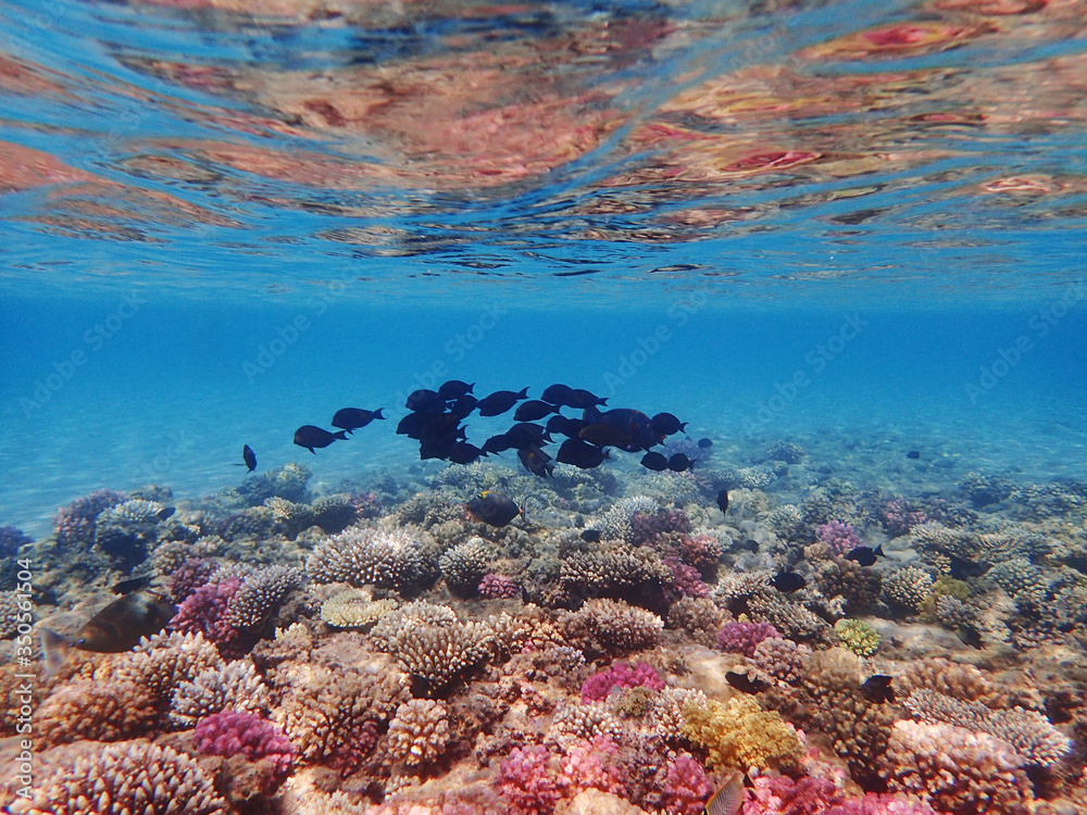 Obraz premium coral reef in Egypt