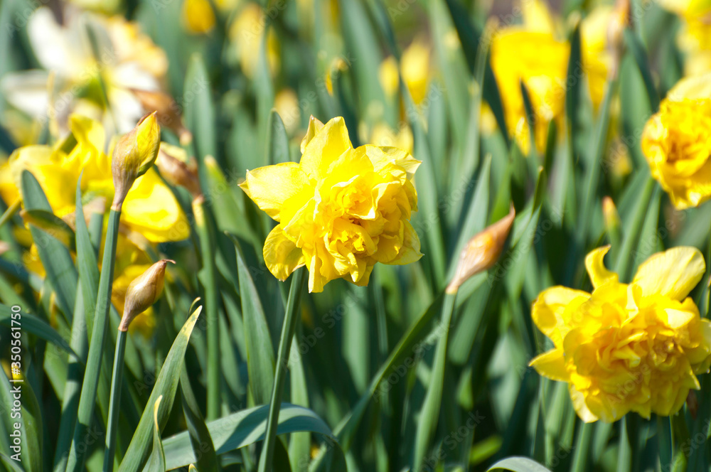 Daffodil, flowers in the botanical garden, flowers, nature Daffodil, flowers in the botanical garden, flowers, nature