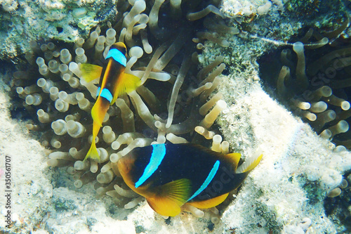 orange clown fish