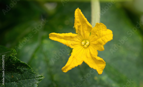 Beautiful yellow flower of cucumber blooming in greenhouse. Close-up. Green leaves and stems in the background