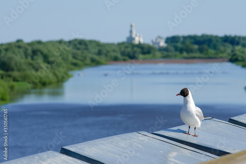 A gull on the wall of Novgorod Kremlin. View at Volkhov River and St. George's (Yuriev) Monastery. Novgorod, Novgorod Oblast, Russia. photo