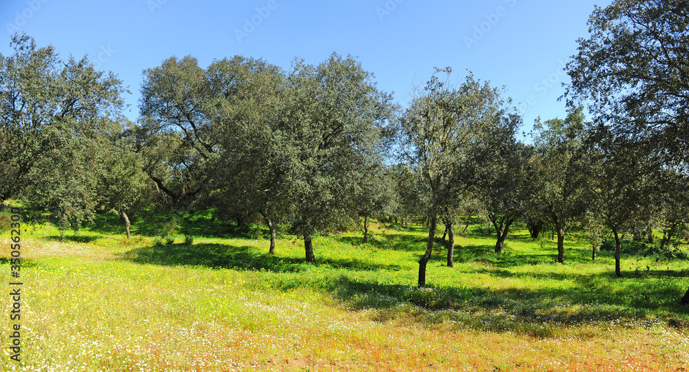 Springtime in Alentejo, Portugal. Cork oak forest landscape near Evora.