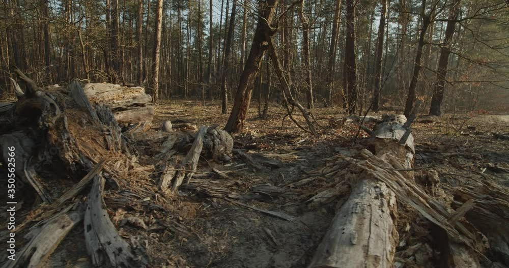 Close up shot of fallen deadwood tree trunk decaying on forest floor. Landscape view of a Pine Forest, Fallen Logs of Dry Trees Close up shot of fallen deadwood tree trunk decaying on forest floor. Landscape view of a Pine Forest, Fallen Logs of Dry Trees