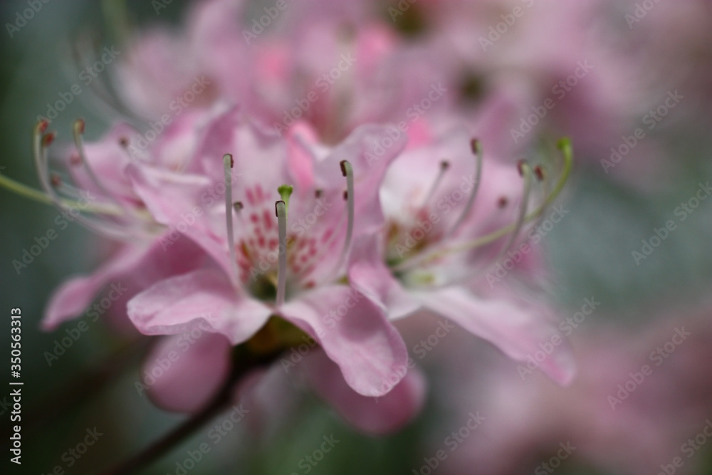 Very gentle pink flowers of a rhododendron on forward and a background.The image out of focus transferring mood. Very gentle pink flowers of a rhododendron on forward and a background.The image out of focus transferring mood.