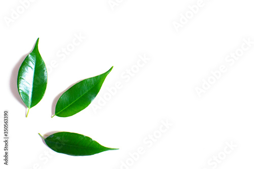 Three green ficus leaves are isolated on a white background with a place for writing.
