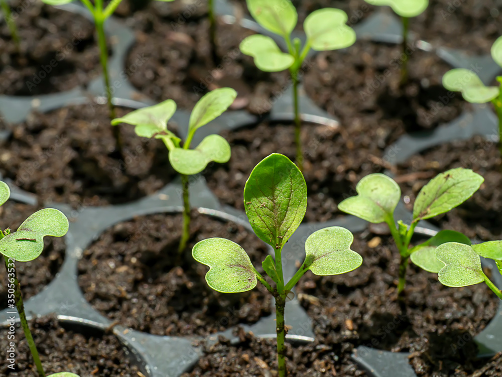 Seedling growth of Chinese cabbage plant Seedling growth of Chinese cabbage plant