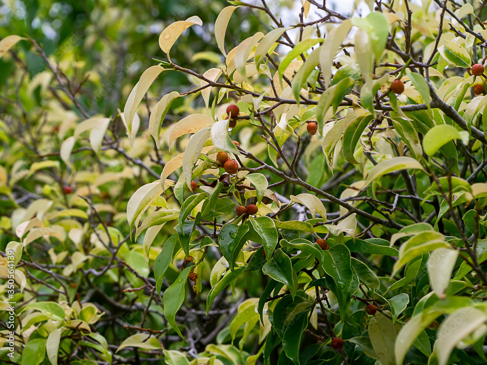 Weeping fig, Ficus benjamina, Banyan tree with fruits on branch.