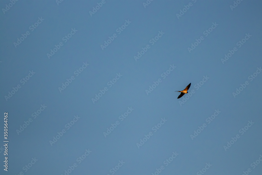 Sunlit barn swallow flying in the sky Sunlit barn swallow flying in the sky