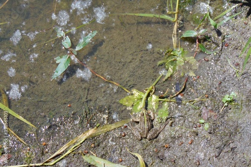 Żaba  i skrzek nad jeziorem stawem