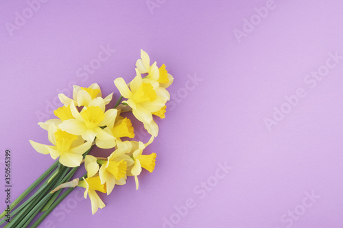 Bouquete of yellow daffodils on purple textured paper background. Minimal view from above with copy space