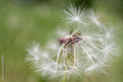 Dandelion in close-up on a green warm background.