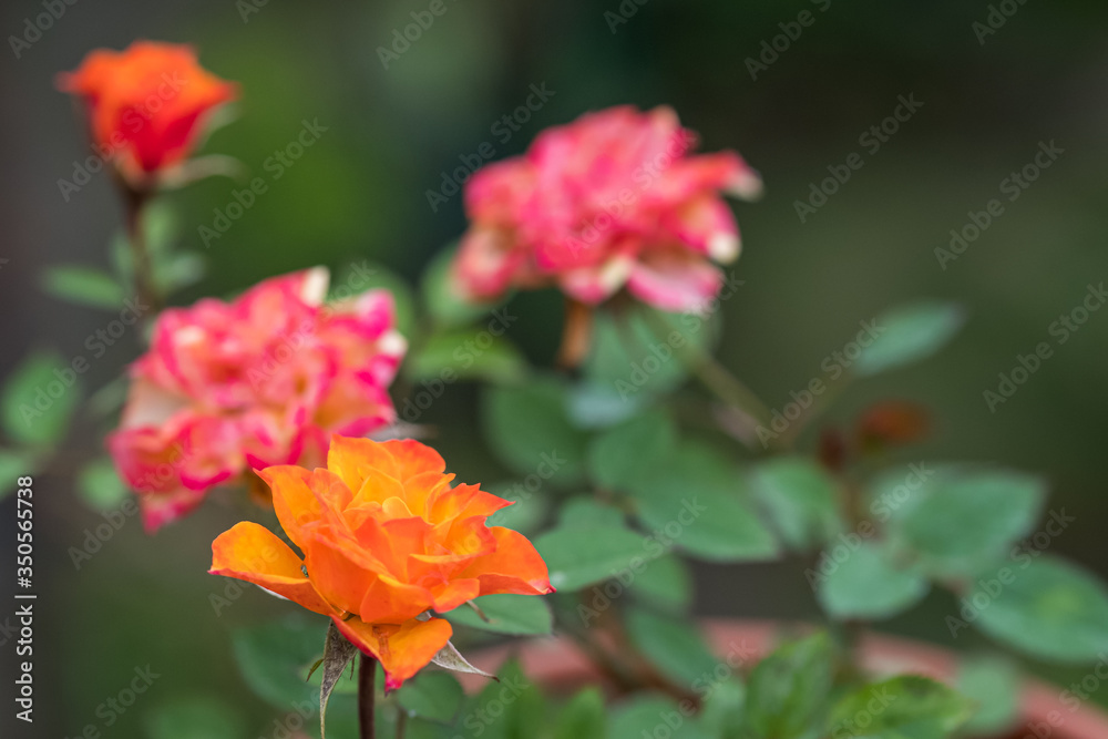 Bright orange and red rose against green background Bright orange and red rose against green background
