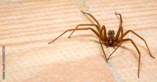Brown recluse spider lurking