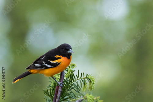 Εκτύπωση καμβά Baltimore Oriole, Icterus galbula, perched on branch soft green background