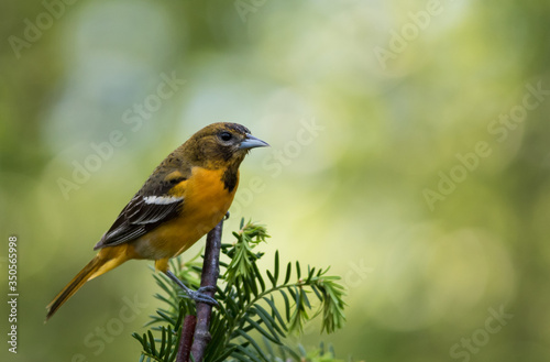 Baltimore Oriole female, Icterus galbula, perched on branch soft green background