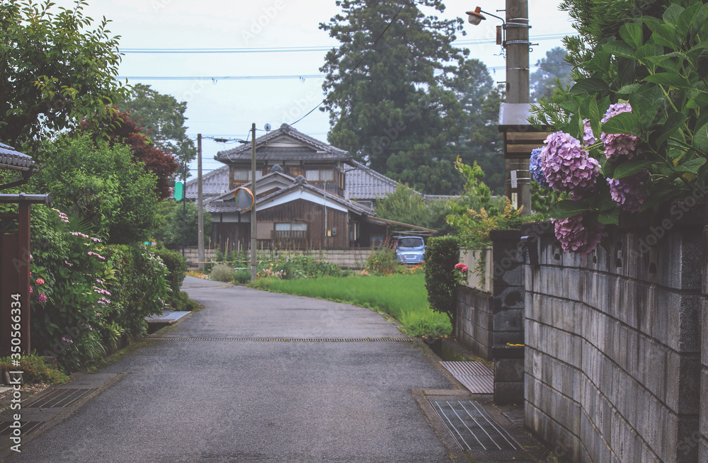 Fototapeta premium 田舎の町に咲く紫陽花