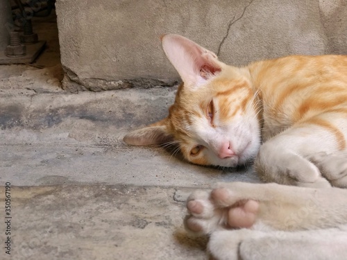 The ginger cat is sleeping on the roadside made of the concrete. The reason is for resting in the afternoon.