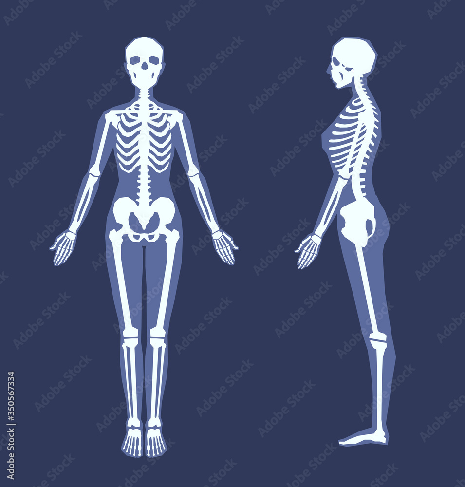 A human skeleton with a silhouette of a body. Front view, side view in full length. People's anatomy, skeletal system structure. An x-ray image, radiograph. A vector illustration.