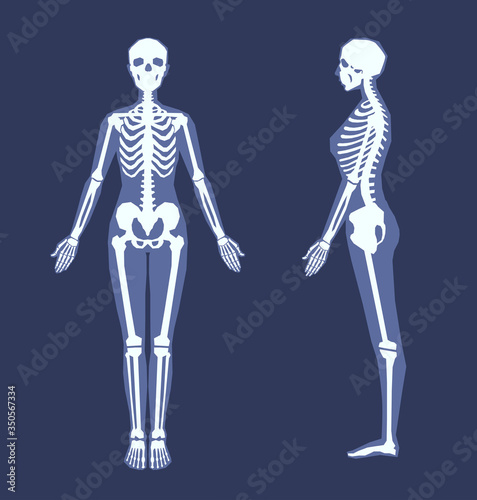 A human skeleton with a silhouette of a body. Front view, side view in full length. People's anatomy, skeletal system structure. An x-ray image, radiograph. A vector illustration.
