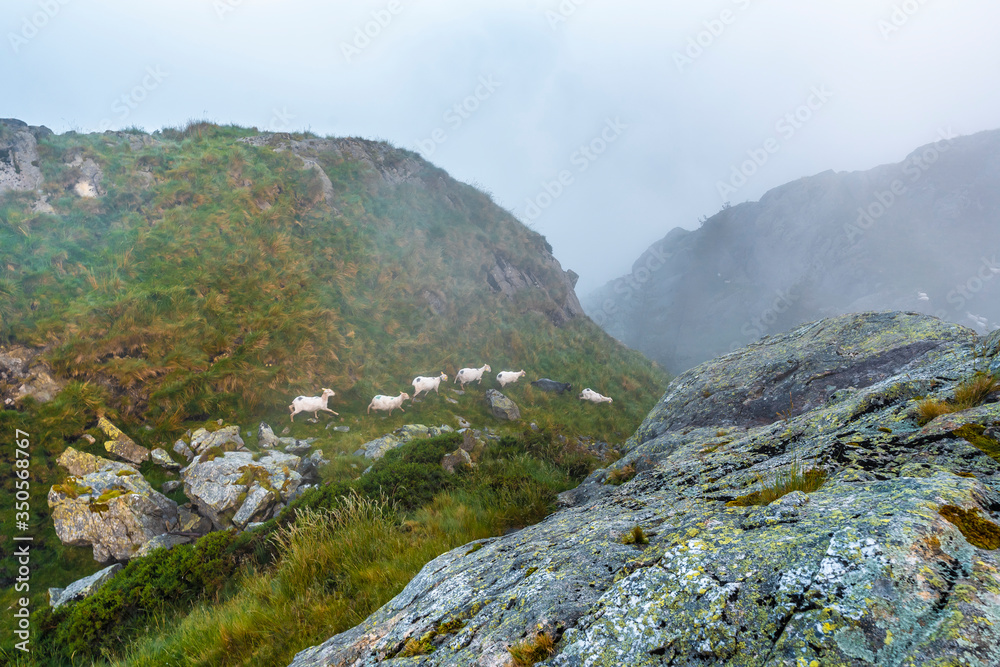 A herd of sheep running on the cloudy peak of the Peñas de Aya mountain or also called Aiako Harria, Oiartzun. Gipuzkoa Province of the Basque Country