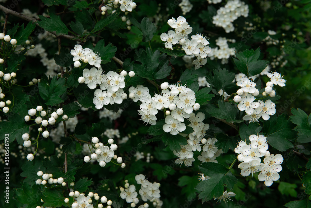 Blooming hawthorn bush. Green bush with white flowers in the forest. Close-up, summer natural background.