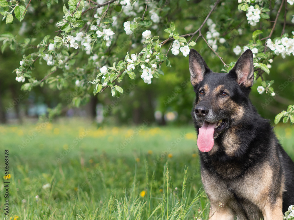 German shepherd portrait on a natural background, copy space German shepherd portrait on a natural background, copy space