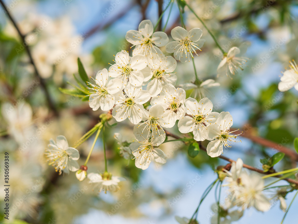 Blooming cherry on a background of blue sky Blooming cherry on a background of blue sky