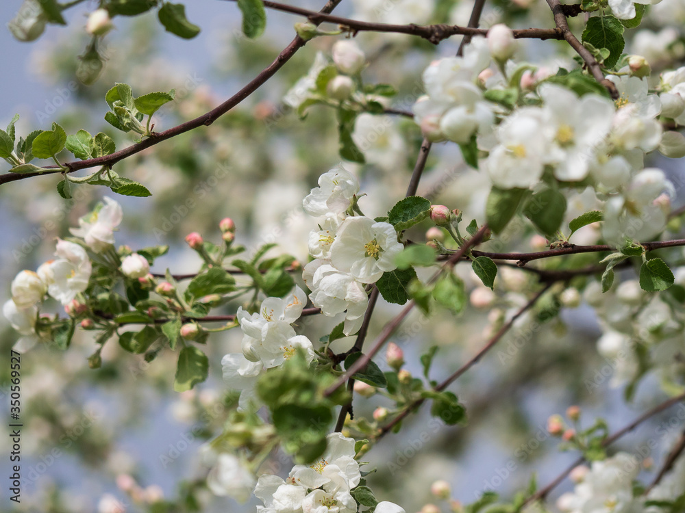 Blooming apple tree on a background of blue sky Blooming apple tree on a background of blue sky