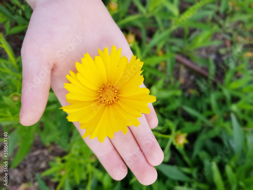 child's hand holding a yellow flower