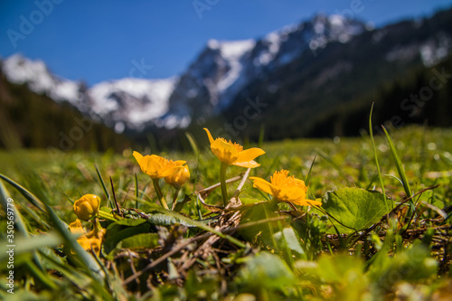 Wiosenne kwiaty Na Wielkiej Polanie Małołąckiej w Tatrach Zachodnich
