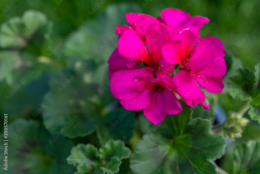 Geranium Blume - Geranien Blüte in Pink Geranium Blume - Geranien Blüte in Pink