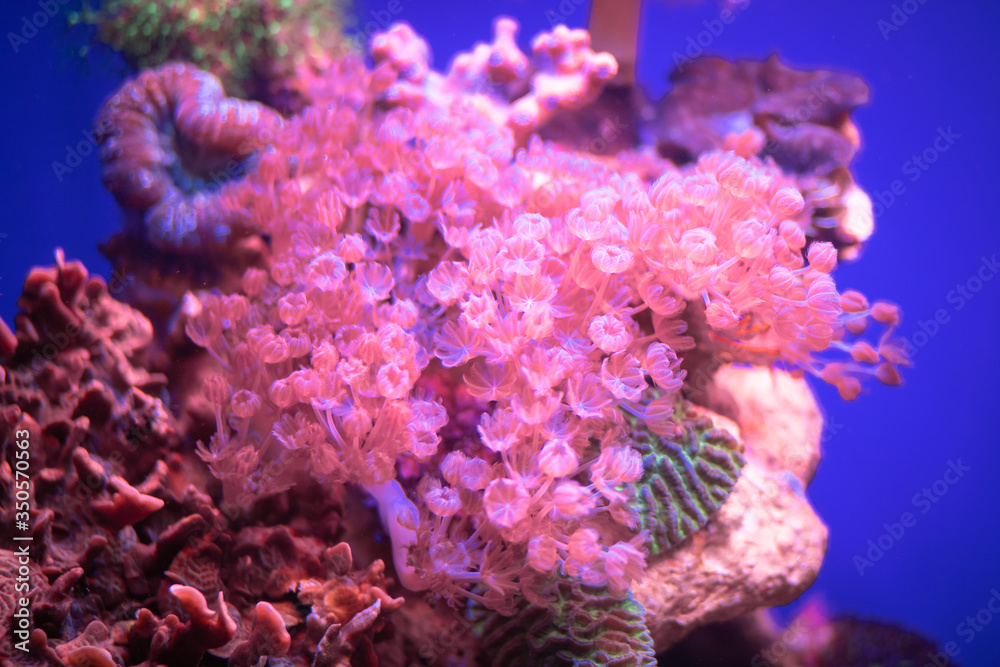 Fototapeta premium Colorful corals at the bottom of the Red Sea.
