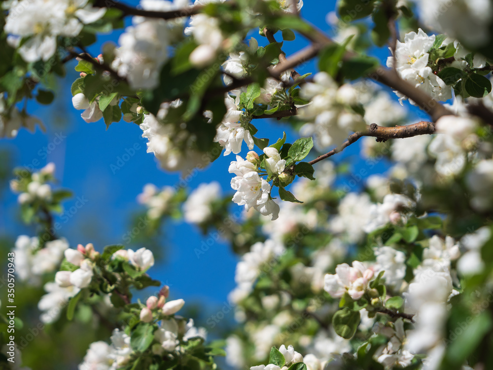 Blooming apple tree on a background of blue sky Blooming apple tree on a background of blue sky
