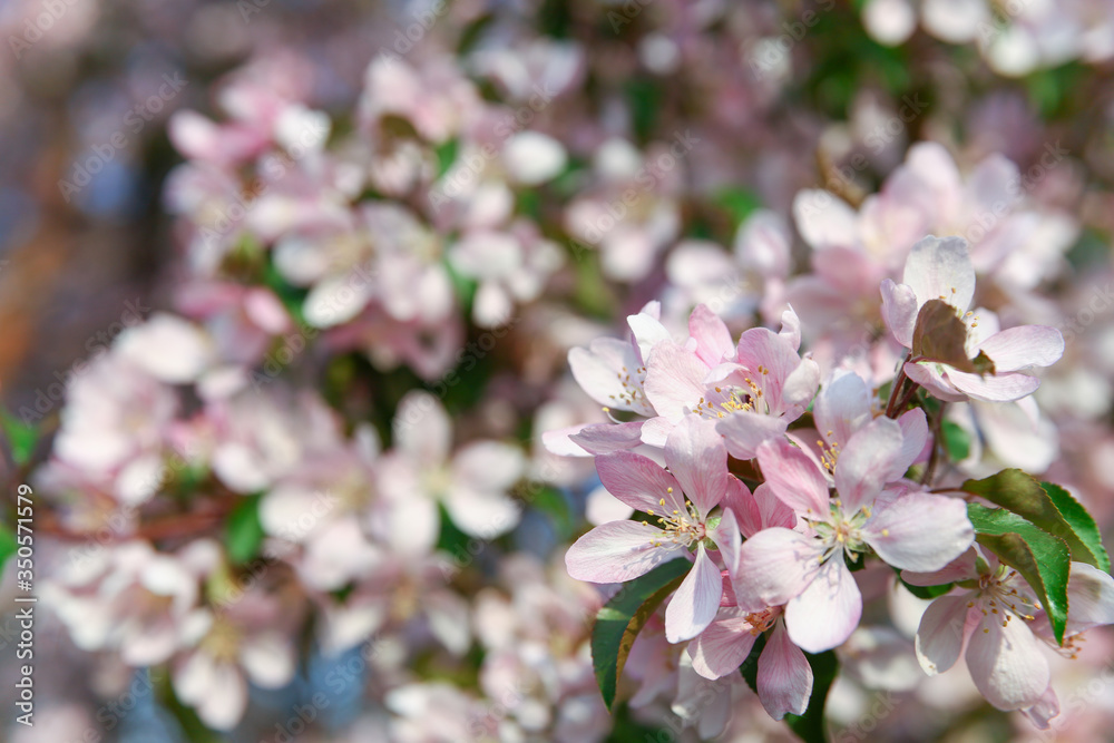 many pink flowers on a branch of a blossoming apple tree on a sunny spring day