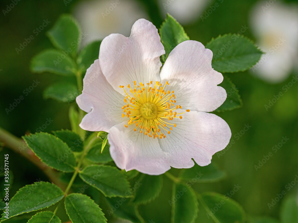 Wild rose flower. Rose hips bud. Bud blooming rose hips. Spring. Wild rose flower. Rose hips bud. Bud blooming rose hips. Spring.