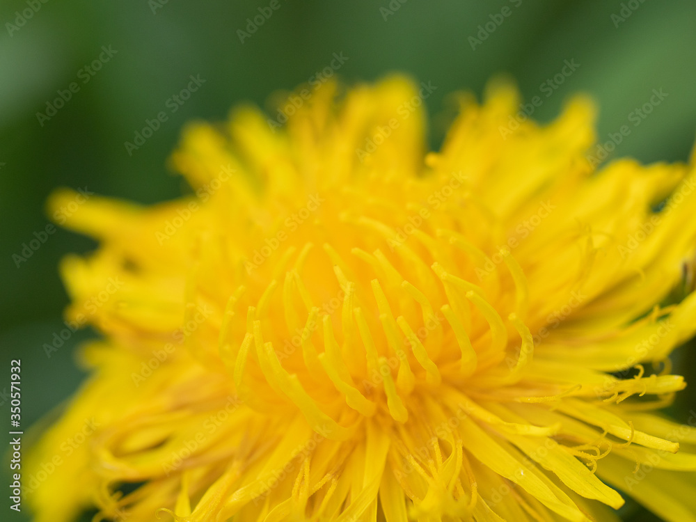 Field of Blooming Yellow Dandelions Field of Blooming Yellow Dandelions