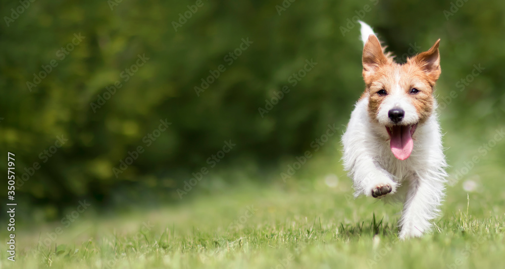 Funny playful happy jack russell terrier pet puppy running in the grass and smiling. Dog tongue, web banner with copy space.