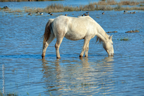 Fototapeta Naklejka Na Ścianę i Meble -  white wild mare standing in the water