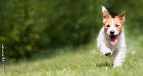 Fotografie, Tablou Funny playful happy jack russell terrier pet puppy running in the grass and smiling